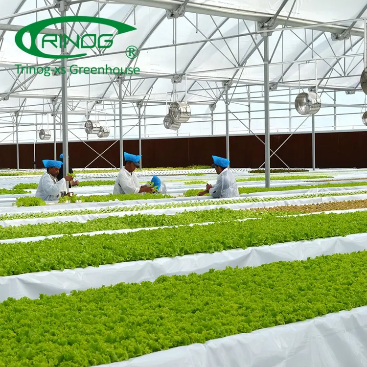 Trinog-invernadero de hierbas hidropónicas, invernadero comercial, ebb y cama de flujo, OEM