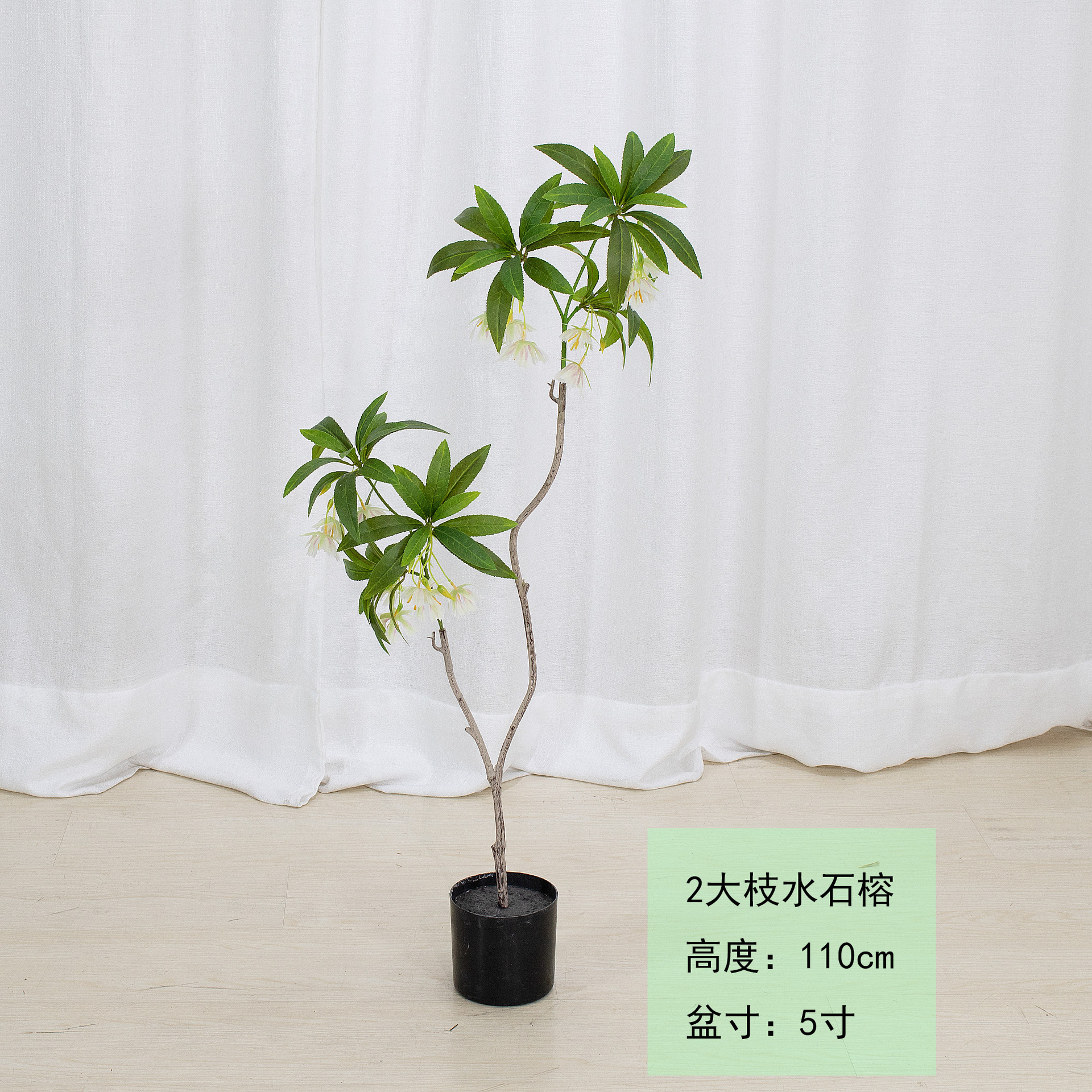 Elaeocarpus hainanensis Oliver