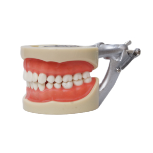 32pcs <strong>Tooth</strong> Model Dental Teaching Model Student Preparation <strong>Tooth</strong> Soft Gum <strong>Fixed</strong> Screw Exam Model - Product Image 1