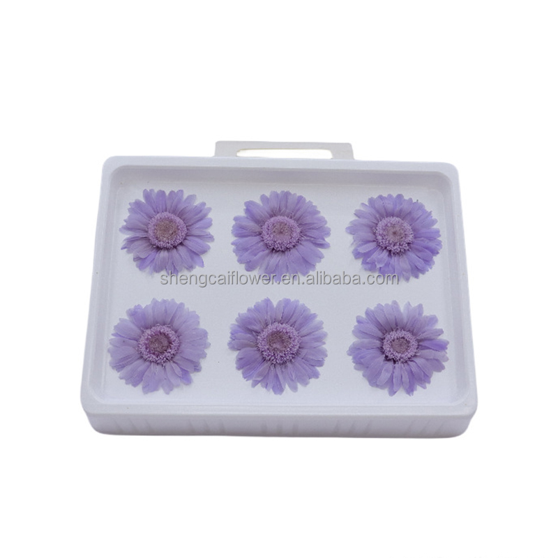 Preserevd African daisyp 6cs/box