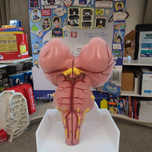 3X PVC Anatomical <strong>Human</strong> Skeleton Model Brainstem Medical Science Model
