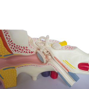 चिकित्सा विज्ञान शिक्षा के लिए पालतू और पीसी में नर्स प्रशिक्षण गुड़िया शारीरिक मॉडल - Product Image 5