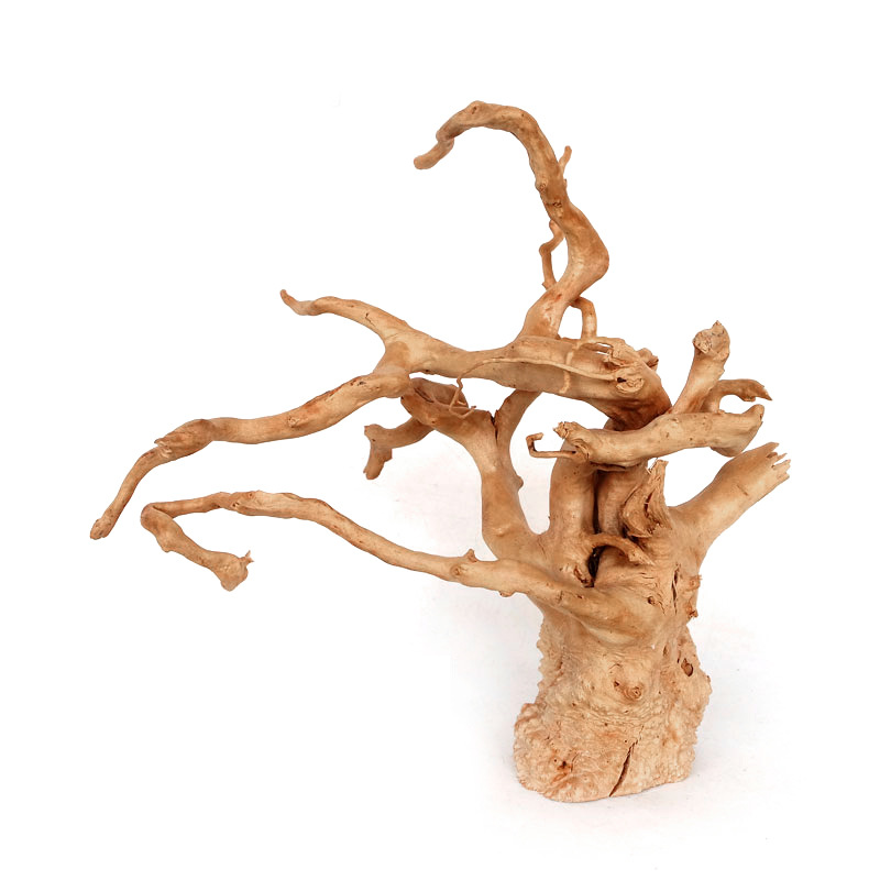 Racines d'arbre en bois enfoncé