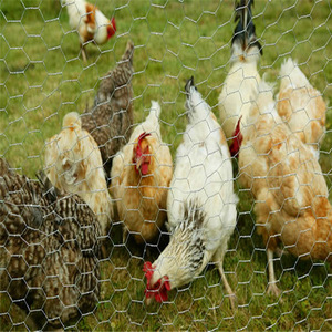 Malla de alambre de pollo Hexagonal barata/malla de alambre Hexagonal para aves de corral 1/2 malla de alambre Hexagonal galvanizada - Product Image 2