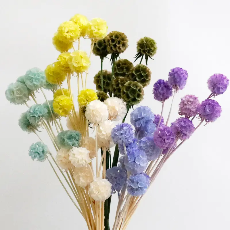 Vente en gros de fleurs séchées conservées naturelles Scabiosa pour arrangement floral Brid du matin