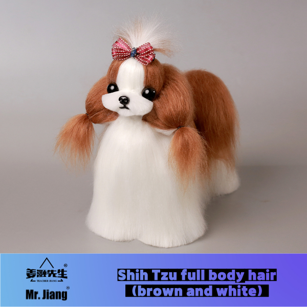 Shih Tzu, poils complets, marron et blanc.