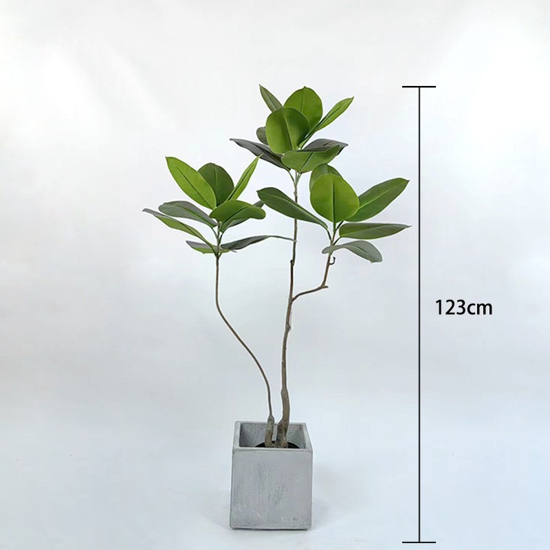 Emperor Rubber Tree, 120 cm (livré avec base noire)