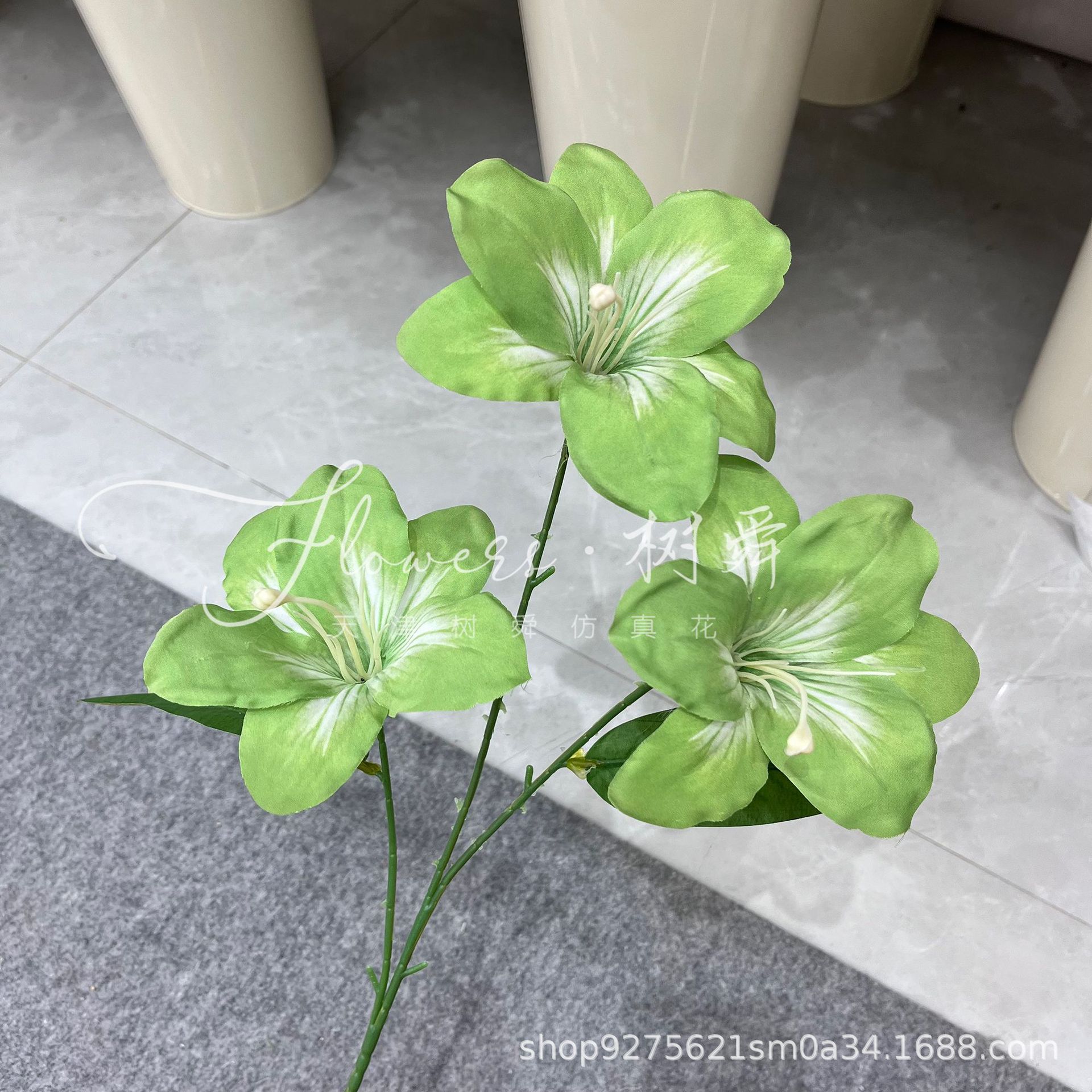 3 hemerocallis lily-light green