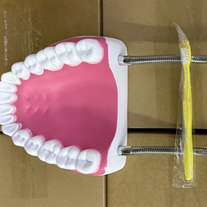 A 6-times Magnification Human <strong>Tooth</strong> Model of 32 <strong>Teeth</strong> - Product Image 3