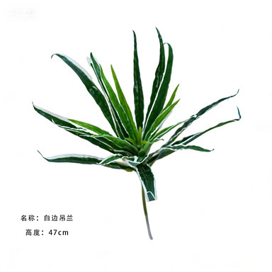 White-edged brandy branch