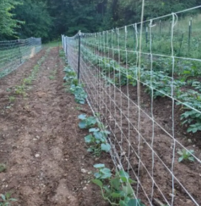 Grow <strong>Trellis</strong> <strong>Netting</strong> with 6 Inch Mesh - Product Image 4