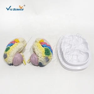 Modello anatomico del corpo umano degli organi umani modello di localizzazione funzionale della corteccia cerebrale modello di anatomia cerebrale - Product Image 6