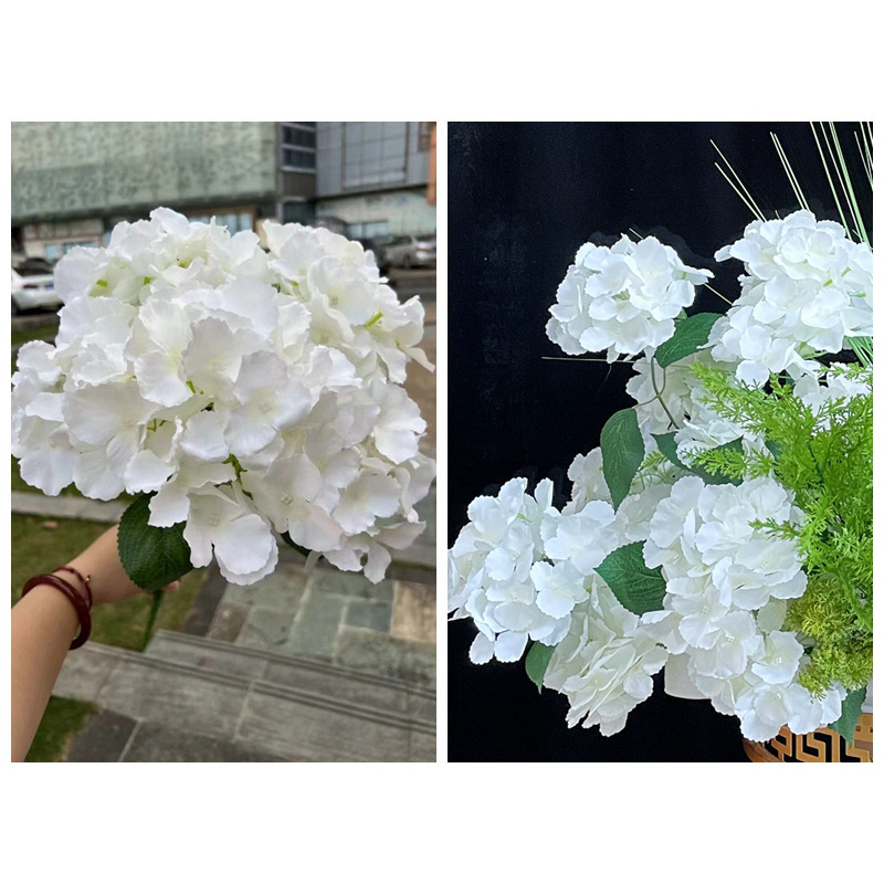 5 Hortensias de Majorque en Blanc