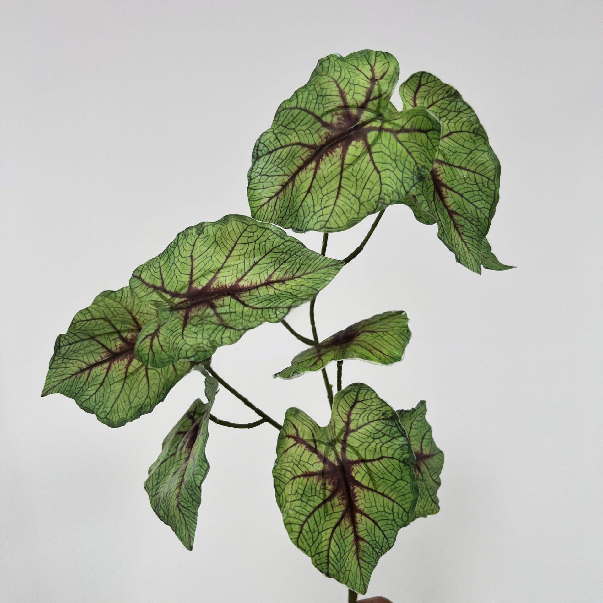 Taro verde deja un