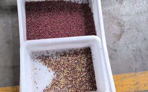 Máquina clasificadora de granos Maquinaria de procesamiento de soja Grano de café verde Máquina clasificadora de color de cacahuete - Product Image 3