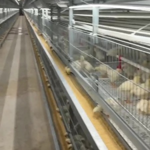 3/4層60/80鳥自動ブロイラーバッテリー鶏層ケージ1000ブロイラー鶏家禽農場用 - Product Image 2