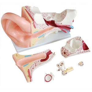 KyrenMed İnsan kulak modeli 5 kez büyütülmüş 5 parça anatomik Model - Product Image 2