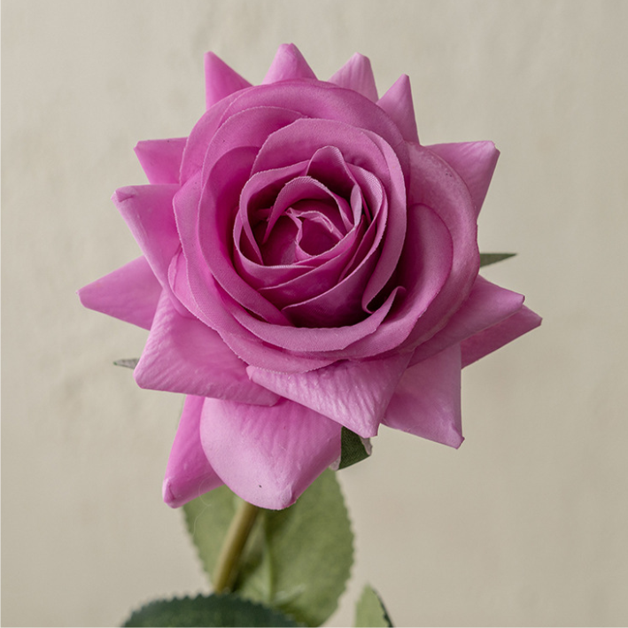 Pourpre