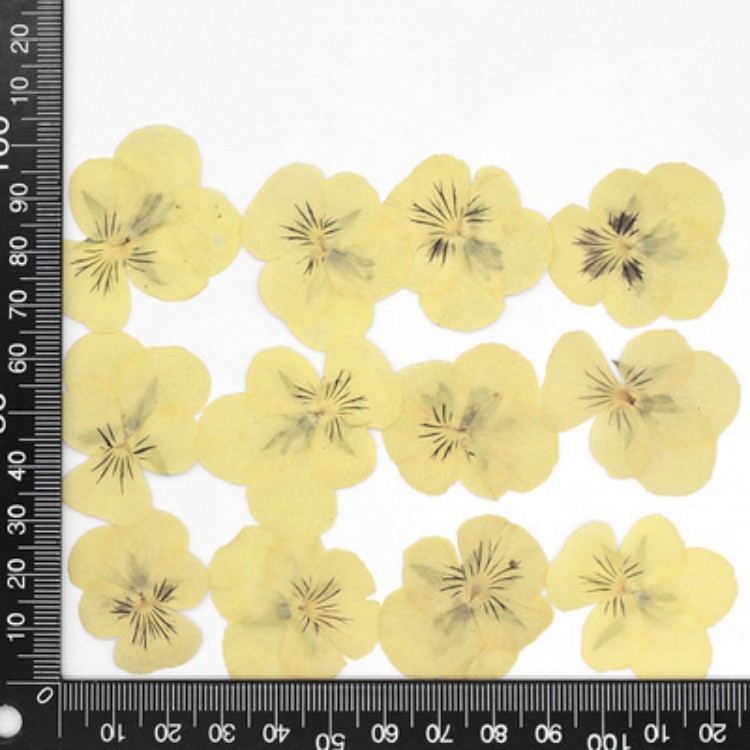 Giallo