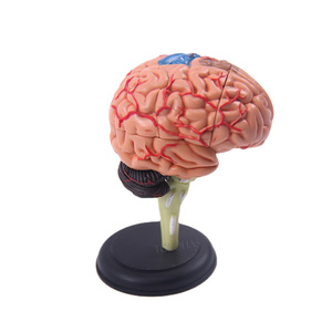 LHN025 scienza medica di insegnamento della struttura del cervello modello di anatomia staccabile 4D 32 parti del cervello umano - Product Image 3
