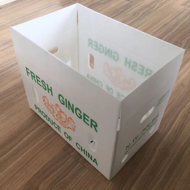 Emballage en PP pour fruits et légumes, carton plastique pour brocoli et raisin, feuille de gingembre ondulée