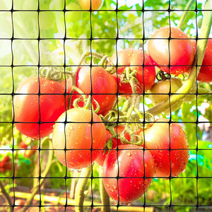 Red de Protección para Aves de Plástico PP a Precio Económico, Red Anti-Aves para Protección de Árboles Frutales - Product Image 3