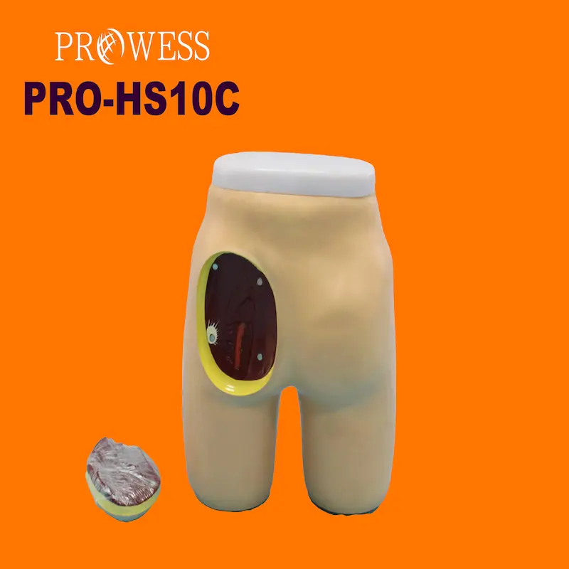 PRO-HS10C Buttocks Intramuscular Injection and Anatomical Structure Model Hip Model for Injection Training