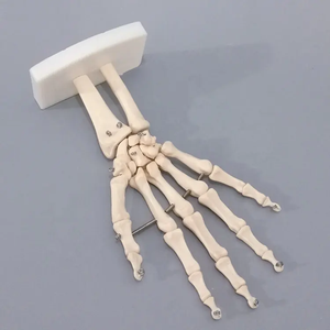 Yapay yaşam boyutu insan el eklem modeli öğretim anatomik el eklem Custom Made PVC el iskelet modeli - Product Image 2