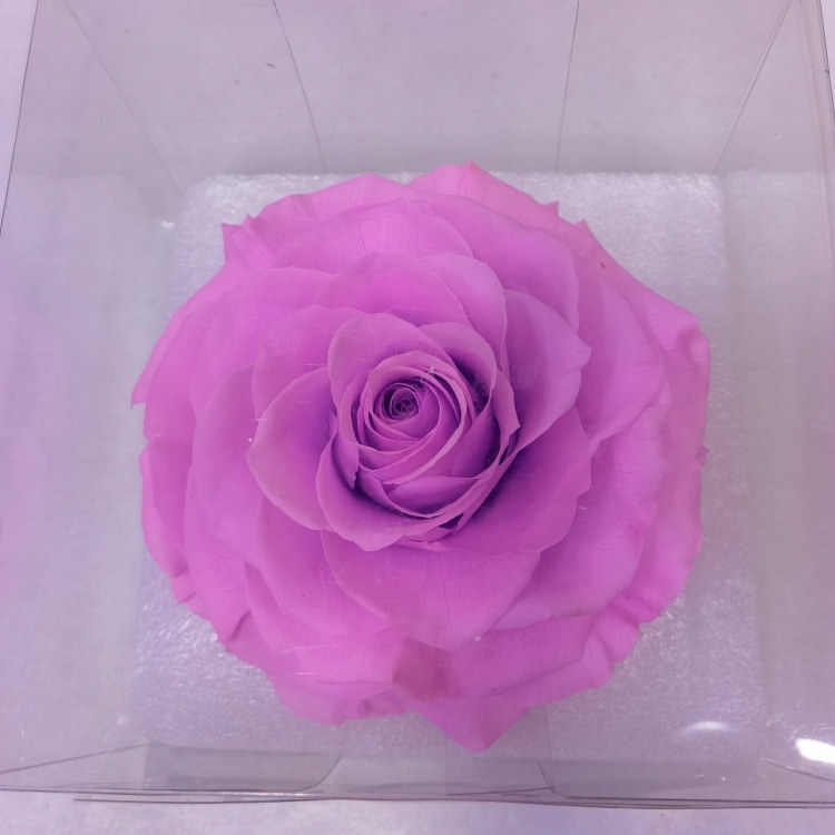 Pink purple