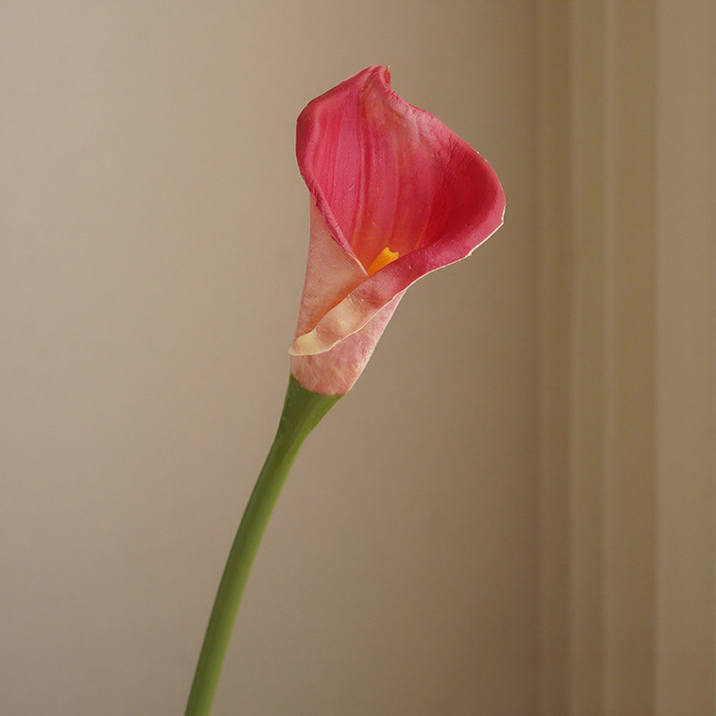 Rosa roja
