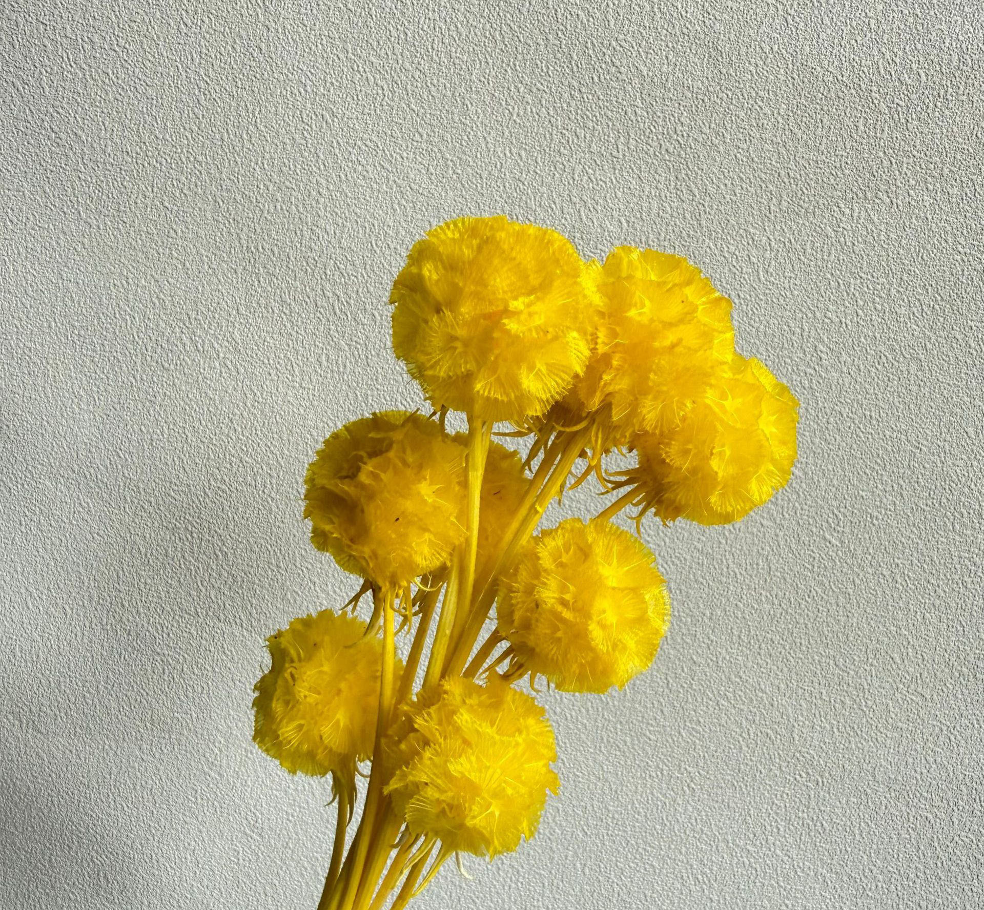 สีเหลือง