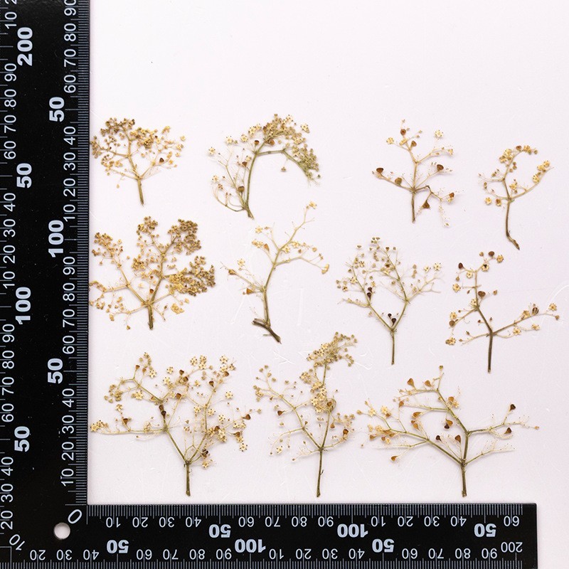 MH715 Jiegucao Natural white