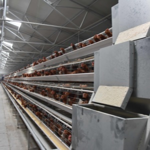 Outstanding Quality 120 <strong>Chicken</strong> Layer <strong>Chicken</strong> Cage at Factory Price From China - Product Image 2