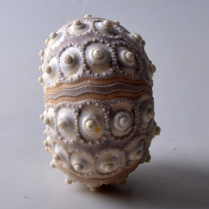 Tự Nhiên Biển Nhím Vỏ Bình Tinh Tế Độc Đáo Dứa Thiết Kế Cổ Điển Trong Nhà Và Ngoài Trời Nhà Máy Nồi Thanh Lịch Món Quà Cưới Ý Tưởng - Product Image 5