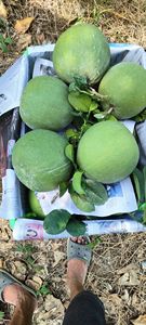 Toptan yeni sezon yeşil tenli <span class=keywords><strong>Pomelo</strong></span> meyve Vietnam tarım 2024 taze tatlı tatma Mango-greyfurt-çilek yeme