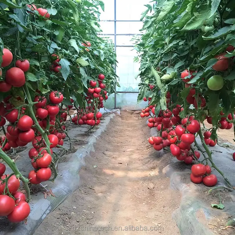 High Tunnel Greenhouse Low Cost Film Greenhouse for Tomato Growing
