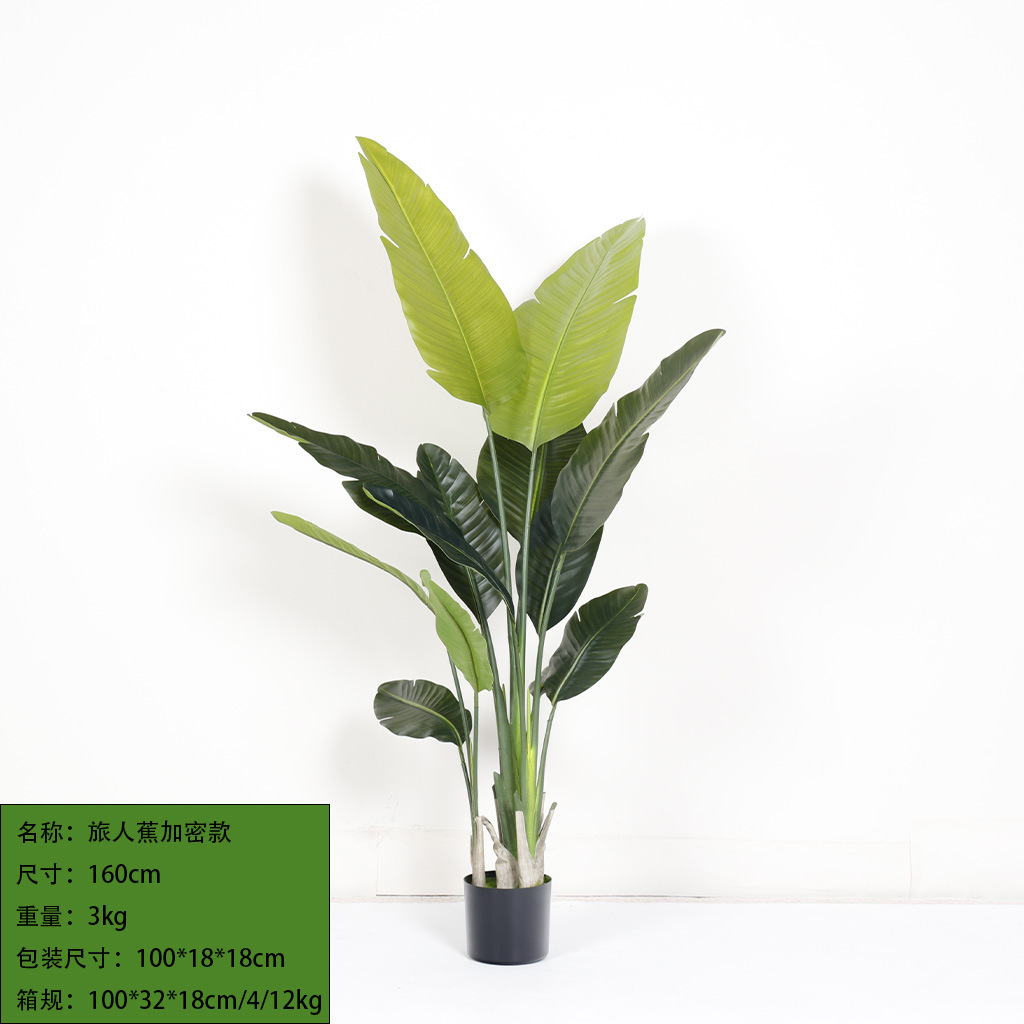 Cryptanthus 160cm
