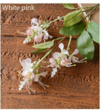 Blanco Rosa