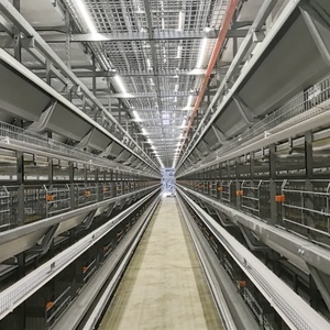 RETECH自动电池蛋鸡蛋鸡鸡笼养殖设备兔鸟蛋鸡制造商鸡