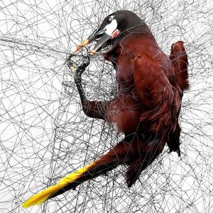 Plastic <strong>Trellis</strong> <strong>Net</strong> Bird Netting for Garden Protect Vegetable Plants and Fruit <strong>Trees</strong>