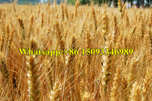 <strong>Wheat</strong> and Soybean Harvesting and Threshing Machine/creeper Self-propelled Barley Harvester/rice <strong>Paddy</strong> Combine Harvester Mini - Product Image 5