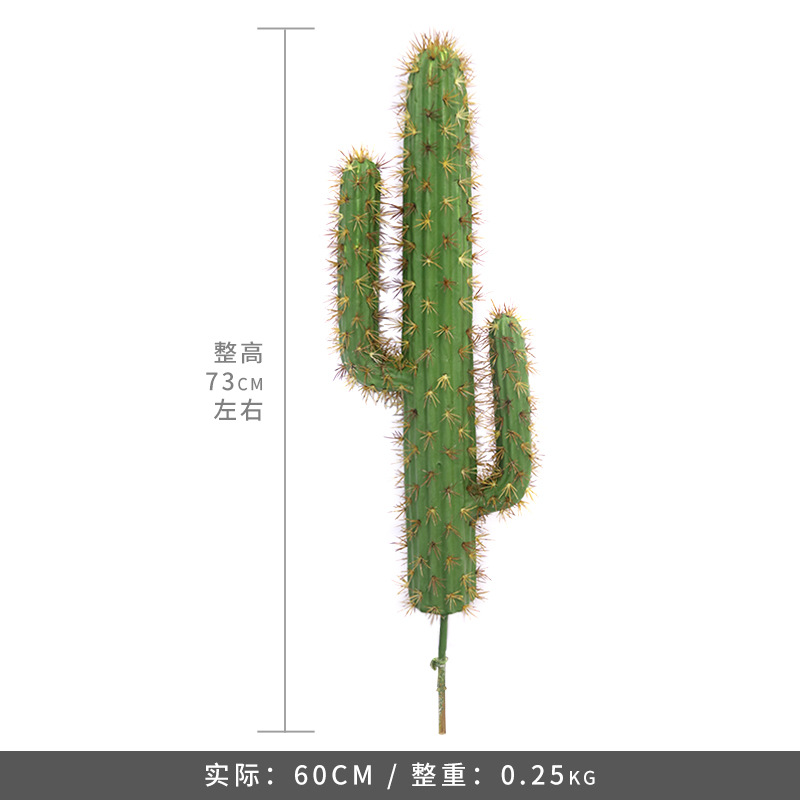 Paquete de cactus - tamaño grande