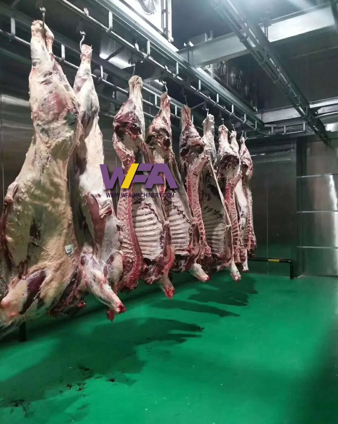 Abattoir clé en main 50 bovins par heure ligne de traitement de la viande halal vache halal équipement d'abattoir machine