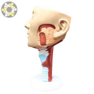 Medical Science Teaching Model Human Anatomical Nasal Cavity <strong>Larynx</strong> Pharynx Muscles for Otolaryngology Head Studies - Product Image 4
