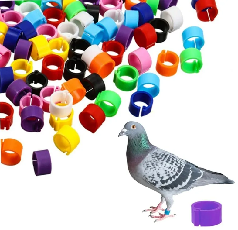 Fournitures pour oiseaux Bandes de pattes d'identification d'oiseaux colorées Accessoires Pied de pigeon Anneaux de pattes de perroquet pour oiseaux