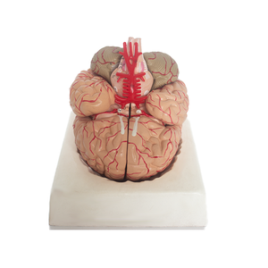 Medizinische Lehre Human Anatomy Brain Model mit Arterien PET-Material - Product Image 1