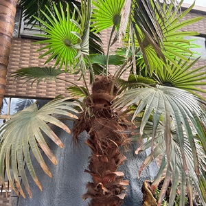 ヤシの木人工植物ココナッツ木屋外用,人工 - Product Image 3