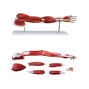 Medical Science Educational Teaching 80CM <strong>Human</strong> Male Muscle Model 27 Parts <strong>Human</strong> Bone Anatomy Model - Product Image 4