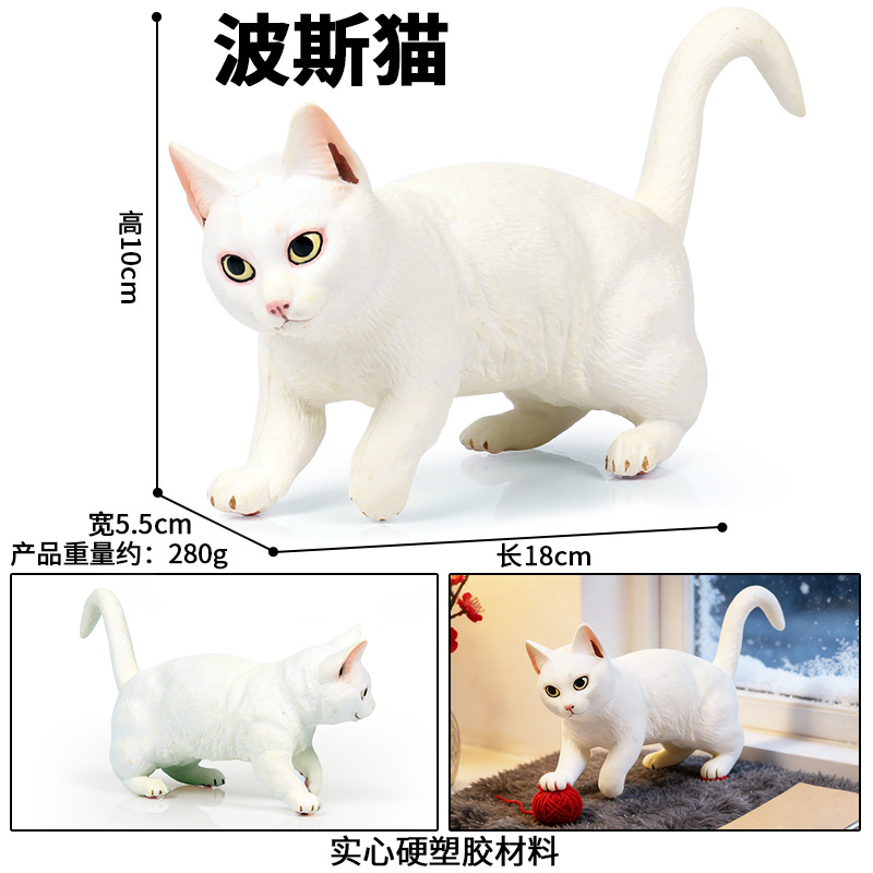M-963Grand chat persan blanc qui marche