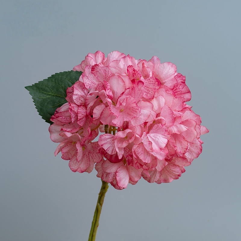 Rosa scuro
